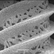 Osteo Integrated Image